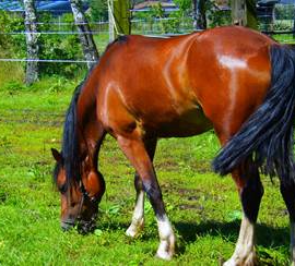 [Welsh Cob - Cappel Stud