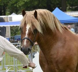 [Welsh Cob - Pennal Cymro Arbenig
