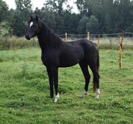 [Welsh Cob - Tholveld Spirit