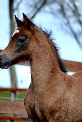 [Aanpassing showreglement